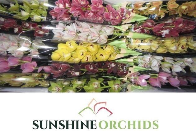 <h4>CYMB MI GEM</h4>