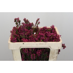 Kaaps Groen Erica Cordifolia