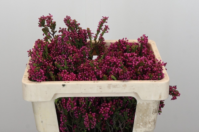 <h4>Kaaps Groen Erica Cordifolia</h4>