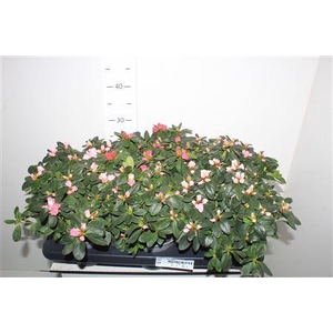 ** Rhodo Si Vogel Gem * Autumn Promo *