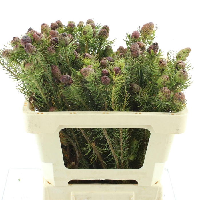 <h4>Leucad Cumosum</h4>