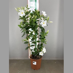 MANDE SUN  WHITE OP REK 100 CM