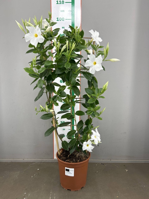 MANDE SUN  WHITE OP REK 100 CM