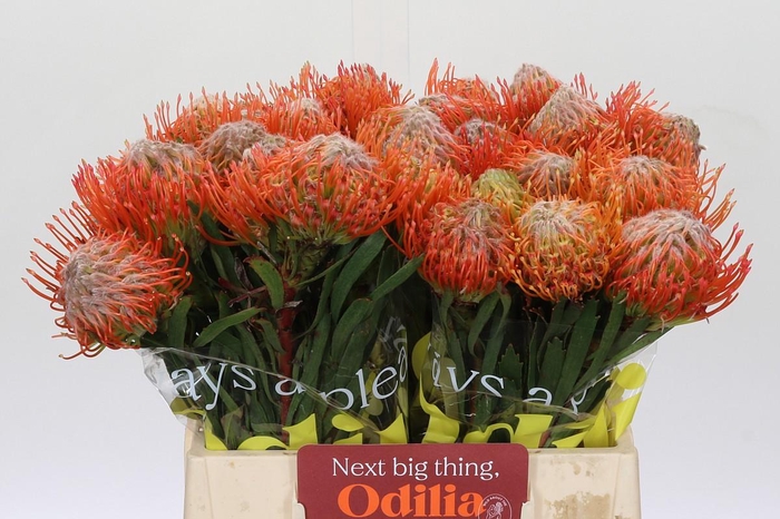 <h4>Nutans Tango</h4>