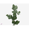 Leaf eucalyptus cinerea per bunch