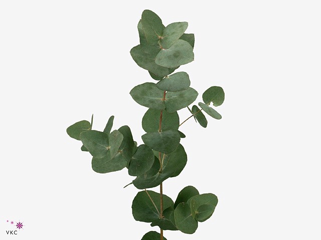 Leaf eucalyptus cinerea per bunch