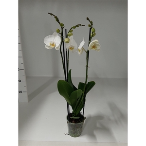 Your Natural Orchid | Nottingham | Phalaenopsis 3 spike