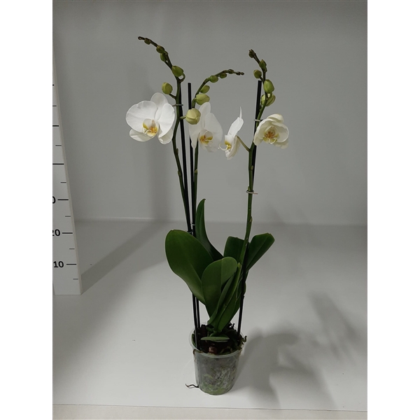 <h4>Your Natural Orchid | Nottingham | Phalaenopsis 3 spike</h4>