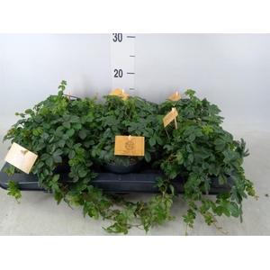 Parthenocissus inserta