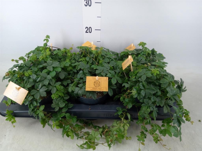 <h4>Parthenocissus inserta</h4>