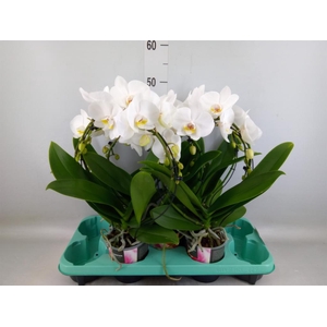 Phalaenopsis   ...