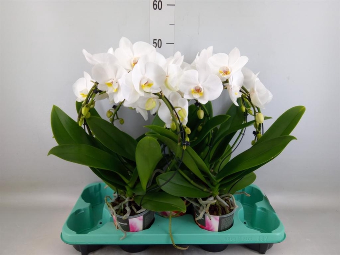 <h4>Phalaenopsis   ...</h4>