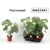 Monstera Del Thai Constellation