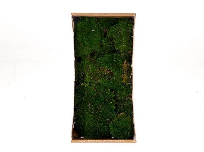 Basic Ballmoss Preserved 10 Pcs