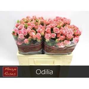R TR ODILIA