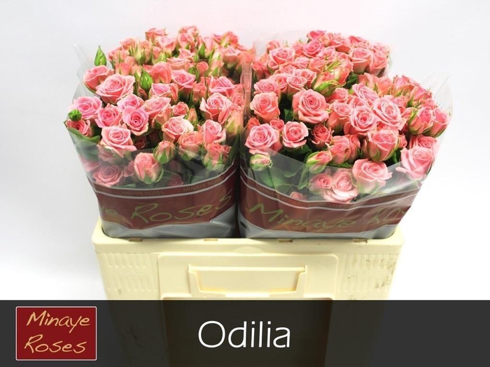 <h4>R TR ODILIA</h4>