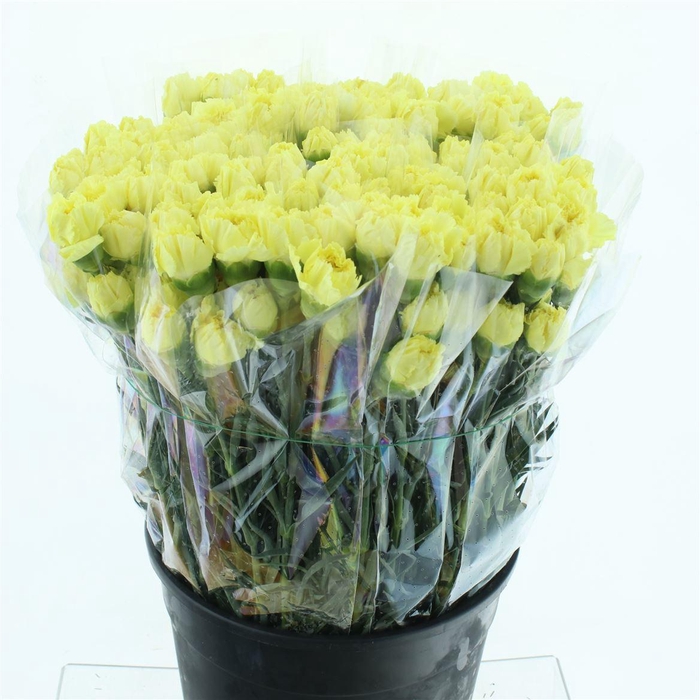 <h4>Di St Zelda Yellow</h4>