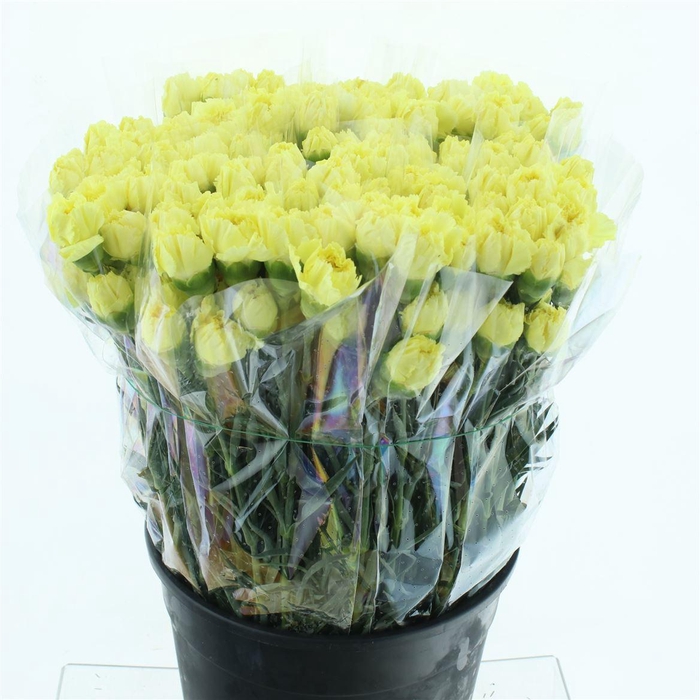 <h4>Di St Zelda Yellow X 160</h4>