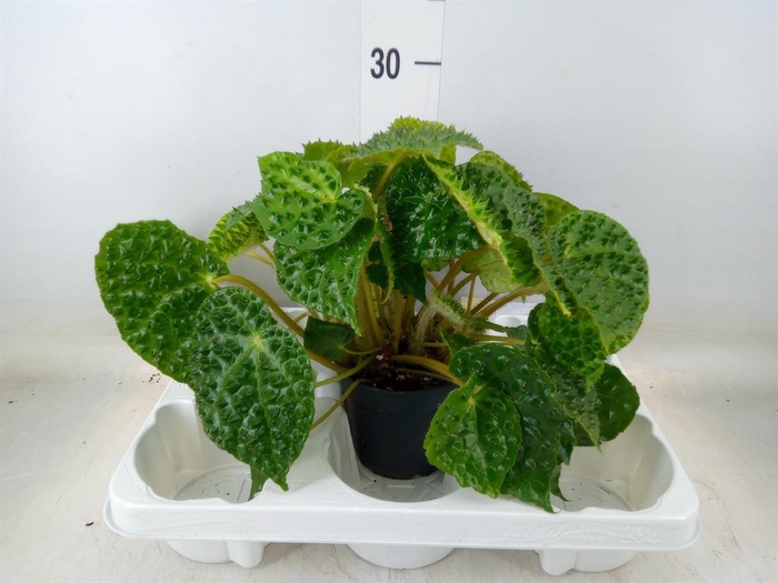 <h4>Begonia BD   ...</h4>