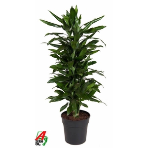 Dra Fr Janet Lind Vertakt