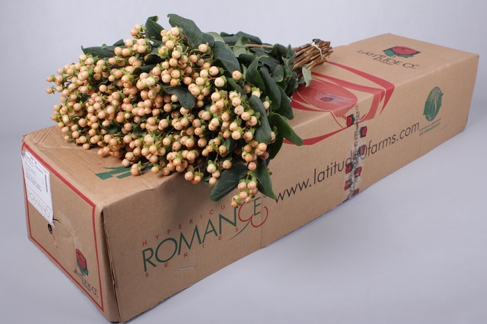 Hypericum Mellow Romance