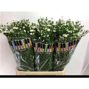 Ast Casablanca White