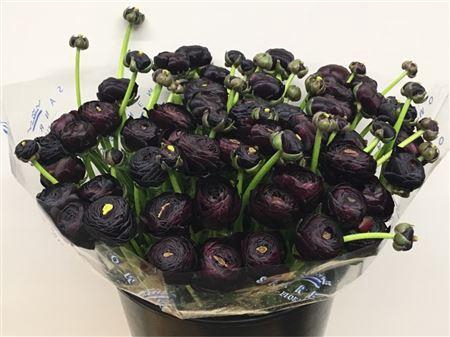 <h4>Ran Su Sr Nerone Black Super</h4>