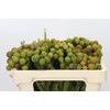 Kaaps Groen Baubles