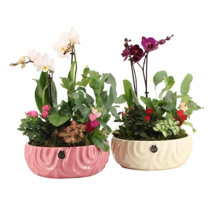 21813: Lovess arrangement