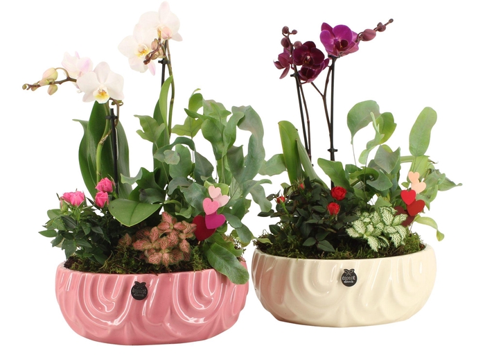 <h4>21813: Lovess arrangement</h4>