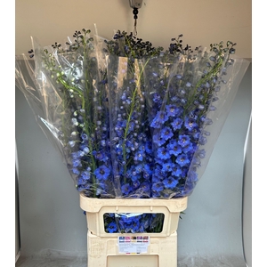 DELPH DU AURORA BLUE
