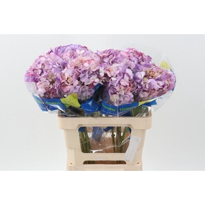 Hydr Antique Blue Select