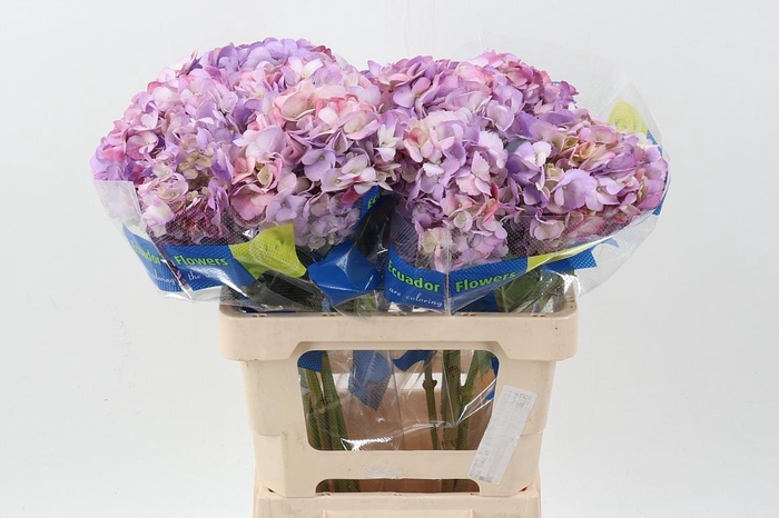 <h4>Hydr Antique Blue Select</h4>