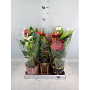 Anthurium   ...mix