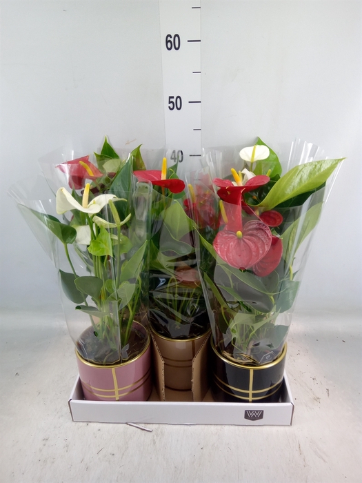 <h4>Anthurium   ...mix</h4>