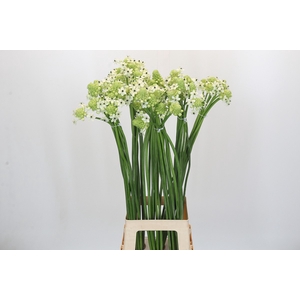 Ornithogalum Saundersiae