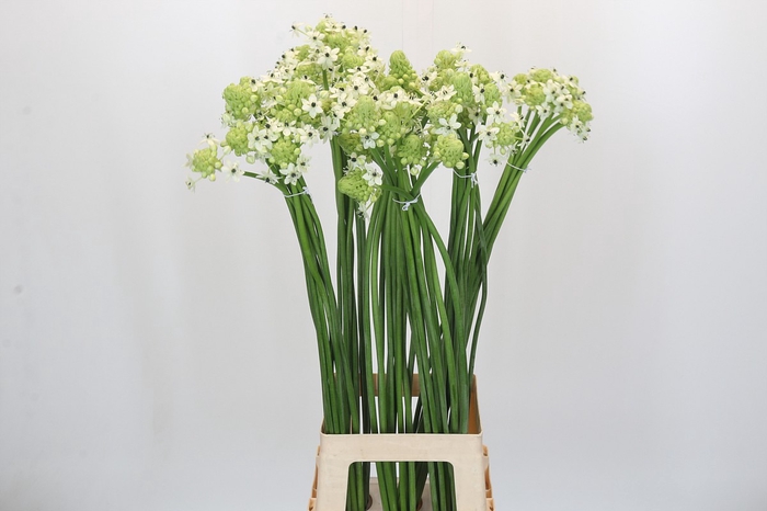 Ornithogalum Saundersiae