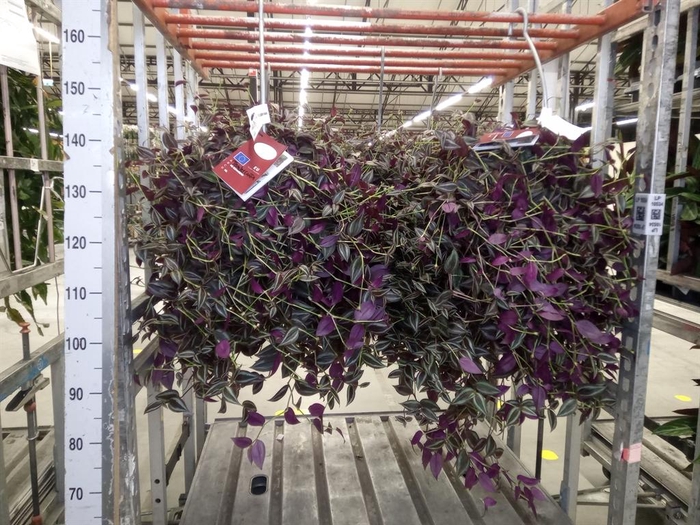 <h4>Tradescantia   ...</h4>