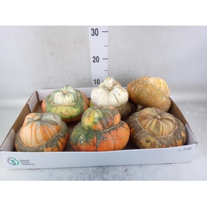 Cucurbita max. 'Turks Turban' mix