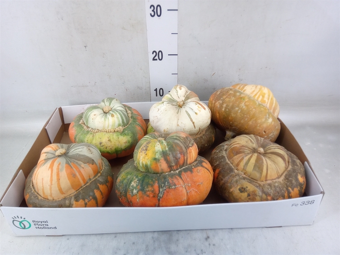 <h4>Cucurbita max. 'Turks Turban' mix</h4>