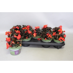 Begonia semp. Red Donkerblad