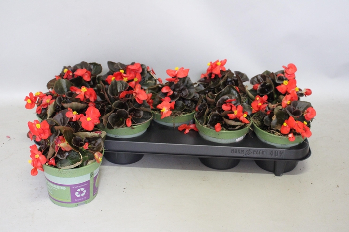 <h4>Begonia semp. Red Donkerblad</h4>
