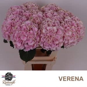 HYDR M CH VERENA
