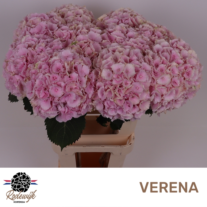 <h4>HYDR M CH VERENA</h4>