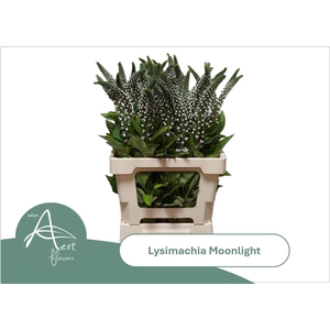 LYSIM MOONLIGHT LYSIM MOONLIGHT