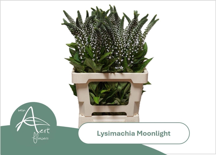 <h4>LYSIM MOONLIGHT LYSIM MOONLIGHT</h4>
