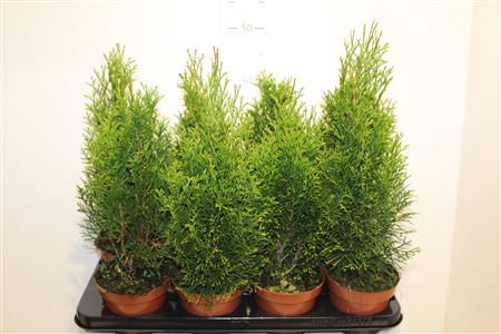 <h4>Thuja O Smaragd</h4>