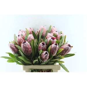 Protea Pink Ice