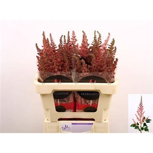 Astil C Vi Pink 55cm