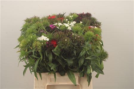 <h4>Di Barb Mixed Bunch!</h4>